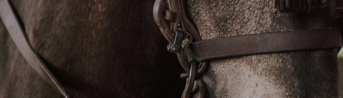 Projet clien Horse Convoy, transport equestre